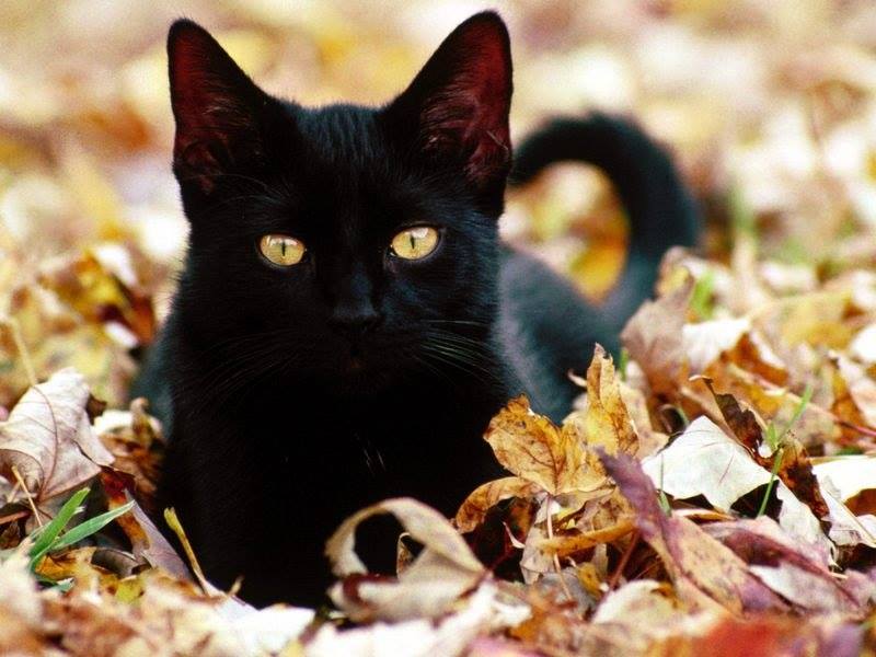 unisex black cat names