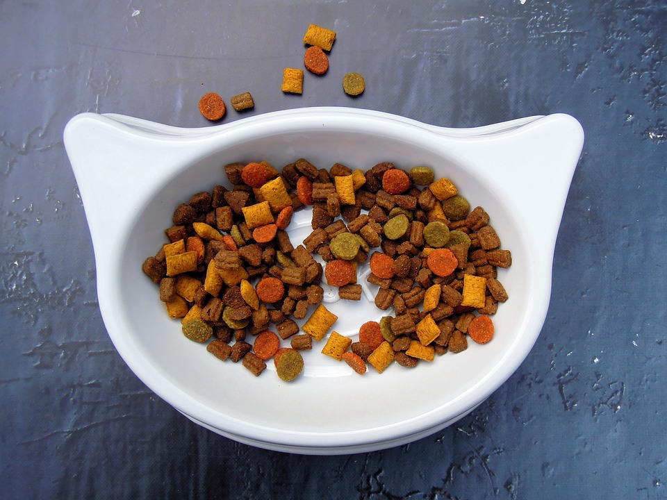 best affordable cat food
