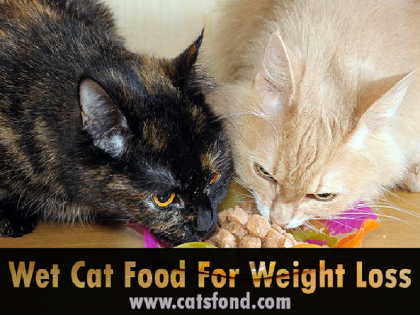best wet cat food for weight loss