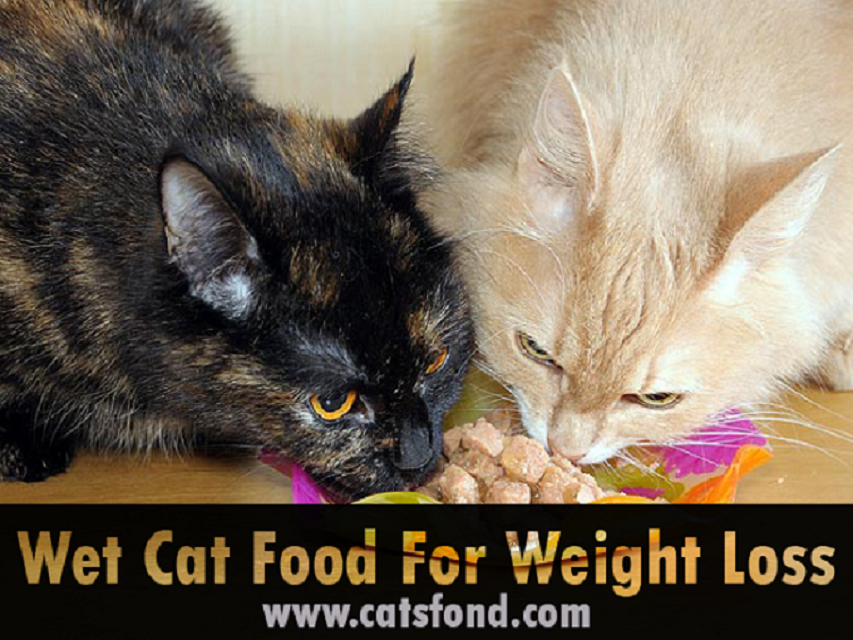 best wet food for weight loss in cats