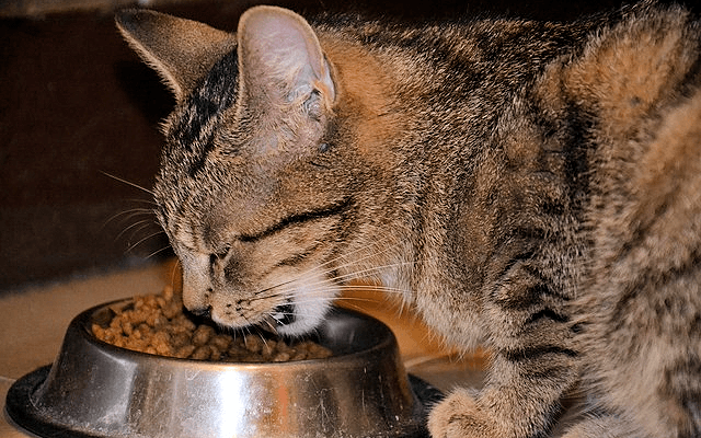 best dry cat food