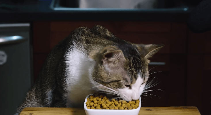 best high protein cat food