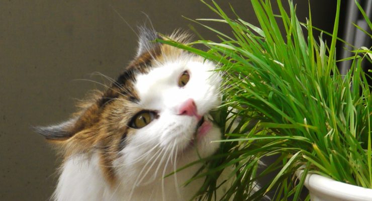 why do cats eat grass