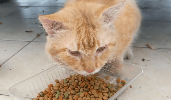best low protein cat food