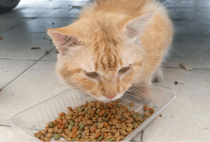 best low protein cat food