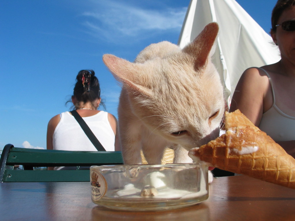 Can Cats Eat Ice Cream? Quick Guide to Understand | Cats Fond
