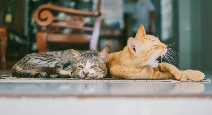 how long does it take for cats to get along