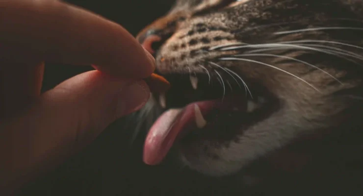 best cat food for urinary tract health