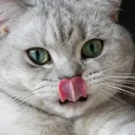 why does my cat lick my nose