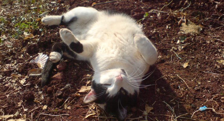 why does my cat roll in the dirt